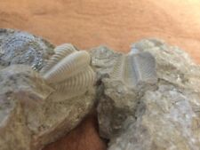 Rare Cretaceous Ancient Sea Bed Trilobite From Johnson County Kansas Rare Break picture
