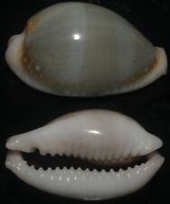 Tonyshells Seashells Cypraea miliaris RARE SKYBLUE 31mm F+++/gem, rare skyblue picture