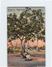 Postcard Sausage Tree Coconut Grove Miami Florida USA picture