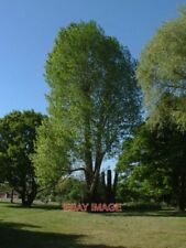 PHOTO  WOODSTREET GREEN A LARGE WESTERN BALSAM POPLAR  GROWING AT THE EASTERN EN picture