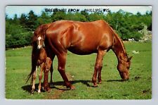Phillips WI-Wisconsin, General Greetings Horse, Antique, Vintage c1981 Postcard picture