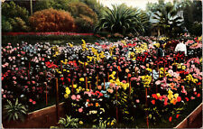 c1910s A Chrysanthemum Garden Los Angeles California Vintage Postcard  picture