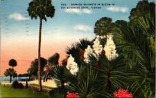 Poatcard Spanish Bayonets In Bloom In The Sunshine State Fla 1951 Linen picture