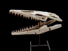 Rare Awesome 19.6 inches Mosasaurus Skeleton Fossil from Khouribga, Morocco picture