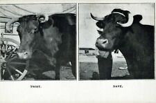 Handsome Cows Named Twist And Dave Farm Animals Undivided Back Vintage Postcard picture