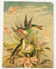 Chromo Victorian Trade Card Hummingbirds Nest Eggs Buffords Oil Chromo Boston picture