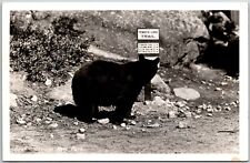 1947 Bear-Yosemite National Park Tenaya Lake Trail CA RPPC Photo Posted Postcard picture