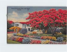 Postcard Royal Poinciana Tree and Home Florida USA picture
