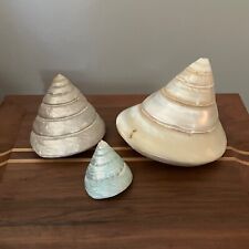 3 Pearl Trochus Conus Iridescent Top Shell Spiral Pyramid Cone Seashell Specimen picture