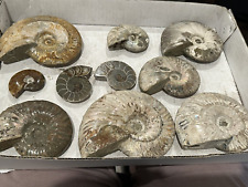Lot of 10 Iridescent Ammonite Ammolite Cleoniceras Fossils Great Color & Sizes picture