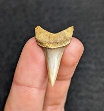 Beautiful Lower Mako Shark Tooth Bakersfield California Gem picture