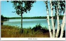 Postcard - White Birches picture