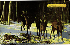 Herd of Deer in Snow Hankins NY Vacation Paradise Chrome Vintage Postcard Unused picture
