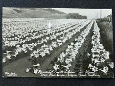 Brookings Oregon OR Field Of Lily Flowers Antique RPPC Photo Postcard picture