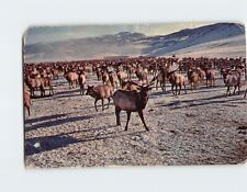 Postcard Giant herd of elk in the Refuge where they are fed in the wintertime picture