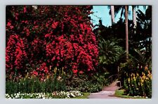 FL-Florida, Bougainvillea, Scenic Sunken Gardens, Vintage Postcard picture