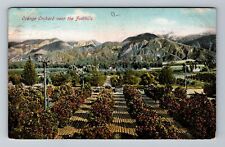 CA-California, Orange Orchard Near The Foothills, Vintage Postcard picture