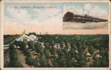 Sunnyvale,CA A Libby Orchard Santa Clara County California Antique Postcard picture
