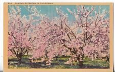 VTG Post Card- Almond Blossoms in California 856 picture