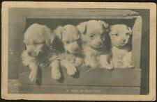 Puppies Box of Mischief See You Soon Lot of Two Vintage Greetings Postcards picture
