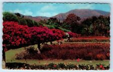 Royal Botanic Gardens Hope KINGSTON JAMAICA Postcard picture