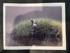 POSTCARD UNPOSTED LOONS- RED-THROATED LOON picture