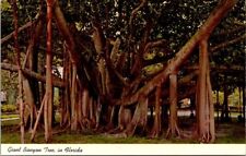 Postcard Florida Giant Banyan Tree Tropical Vintage FL picture