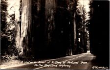 Real Photo PC Cluster in Forest of Millions of Redwood Trees Redwood Highway picture