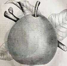 Sheldon Pear 1863 Victorian Agriculture Farming Steel Plate Fruit Art DWZ4A picture
