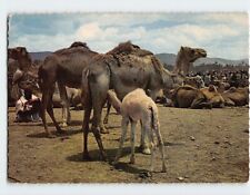 Postcard Camel Market, Goulimine, Morocco picture