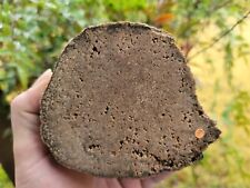 Halite Pseudomorph Quartz Petrified wood Linn County Oregon Limb Branch picture