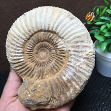 430g Rare natural rough   white conch fossil Ammonite  md780 picture