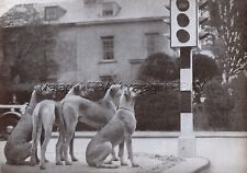 DOG Great Dane Obedience Training Waiting at Traffic Light, Print from 1930s picture
