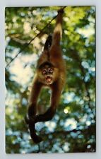 NC Zoological Park NC-North Carolina, Spider Monkeys  Vintage Souvenir Postcard picture