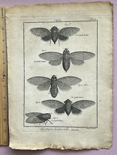 RARE 1751 ANTIQUE Martinet-Diderot CICADA INSECT PRINT - LOTS of CHARACTER PL110 picture