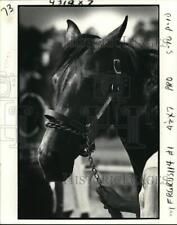 1980 Press Photo Yearling fascinated bidders and brought in top dollar picture