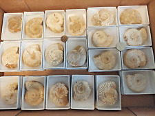 Ammonite Wholesale Lot of 20 From Madagascar Late Jurassic 2
