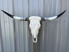 LONGHORN STEER SKULL 3 FEET 5 1/2 inch WIDE POLISHED BULL HORN MOUNTED COW HEAD picture
