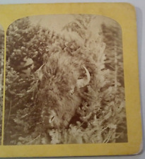 Buffalo Head Gurnsey Stereoview Photo picture