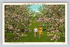 VA-Virginia, Apple Blossom Time, Antique, Vintage Souvenir Postcard picture