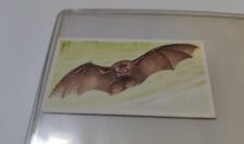 Brooke Bond A Journey Downstream #8 The Greater Horseshoe Bat Tea Card  picture