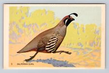 Birds - California Quail, Wildlife Postcard Series, Vintage Postcard picture