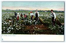 c1920's A Texas Cotton Field Farmers Dallas Texas TX Unposted Tuck's Postcard picture