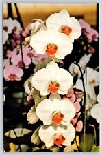 Postcard White Phaelenopsis Orchid Flowers UNP Honolulu Hawaii HI Unused VTG picture