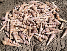 175+ Spiral Turritella Seashells Sea Shells Best Price 2+ lbs  picture