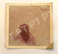 Vtg Found Photo Playful Seal In The Water At Miami Seaquarium 1960s Snapshot picture