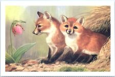 Postcard - Red foxes picture