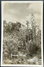 Yucca Plant. Del Rio Texas. Real Photo Postcard. RPPC. picture