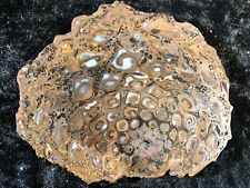 Rare Petrified Wood Fern PaleoOsmunda Queensland, Australia Permian  3.75”x3” picture