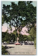 c1960's Public Park Big Tree Scene Paso Robles California CA Unposted Postcard picture